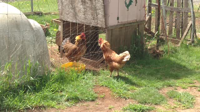 Chickens establishing the pecking order through the fence