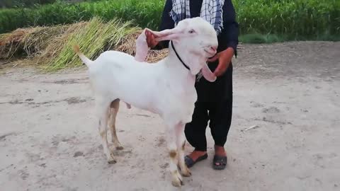 Rajanpuri Goat