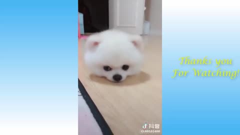 Funny Animal (Cat/Dog) Video 2021