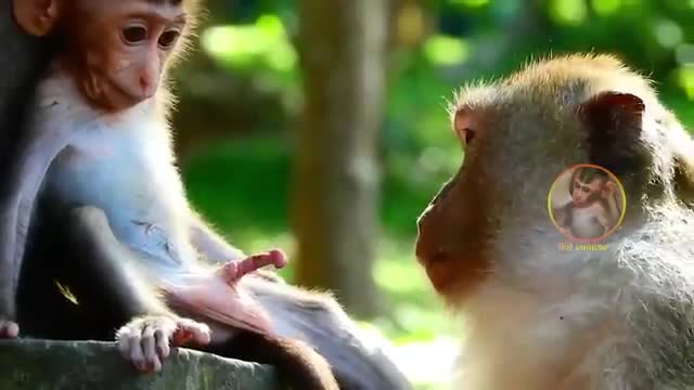 monkey and sex