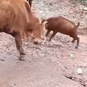 Funny animal fight #Shorts