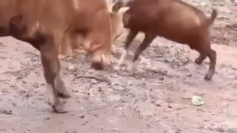 Funny animal fight #Shorts