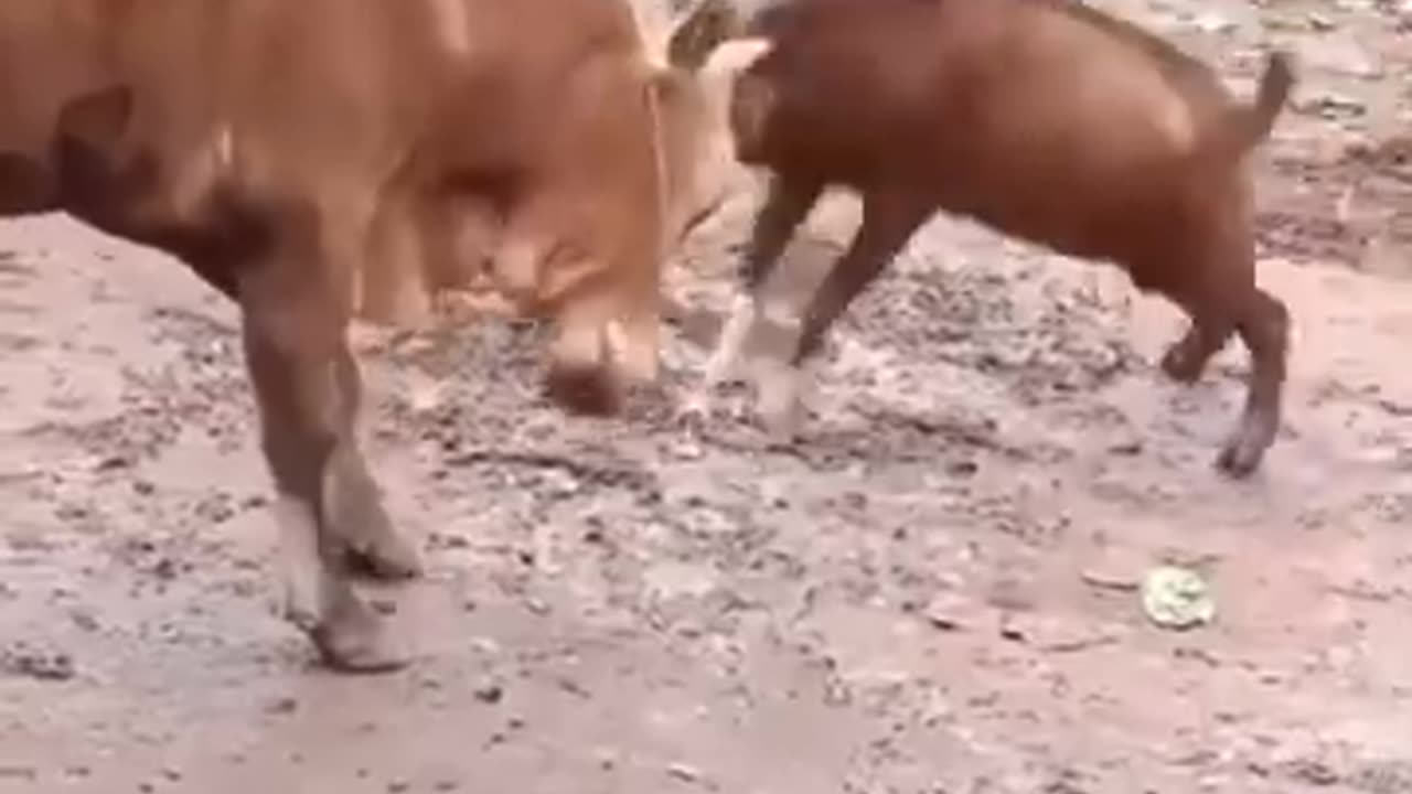 Funny animal fight #Shorts