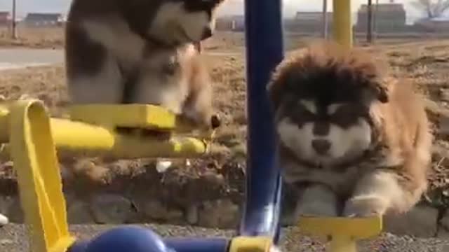 dogs swing video