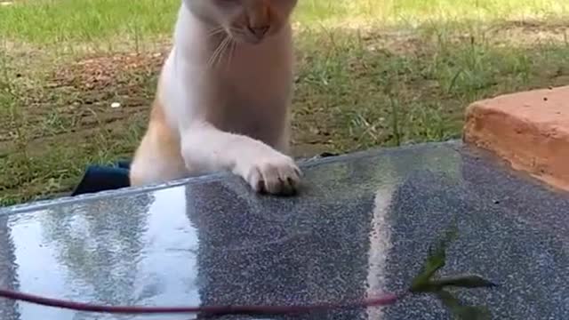 Playing with my cute cat