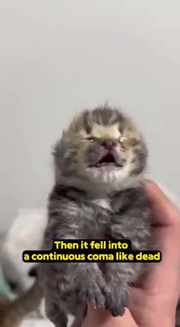 The struggle for life