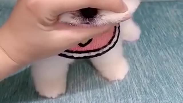 Perrito esponja