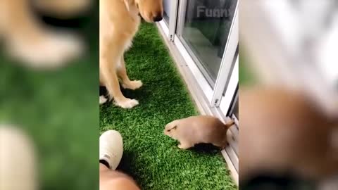 09 Best Funny Animal Videos 2022 😂 Funniest Cats And Dogs Videos 😃🐴
