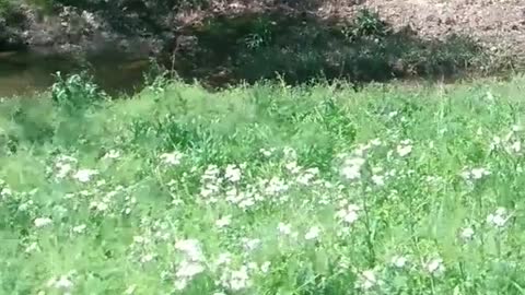 Chillin' with the Butterflies