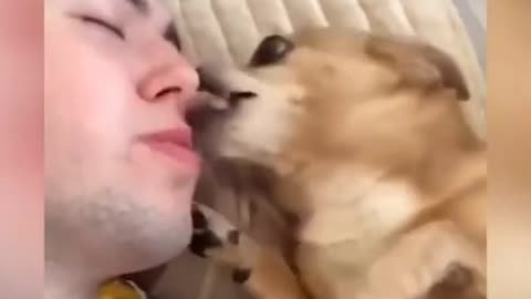 Funny cat and dog reaction 😂🤣 | cat and dog do funny fight with their Ower|