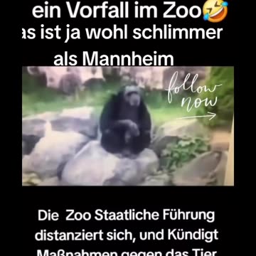 Affe in Sylt Zoo