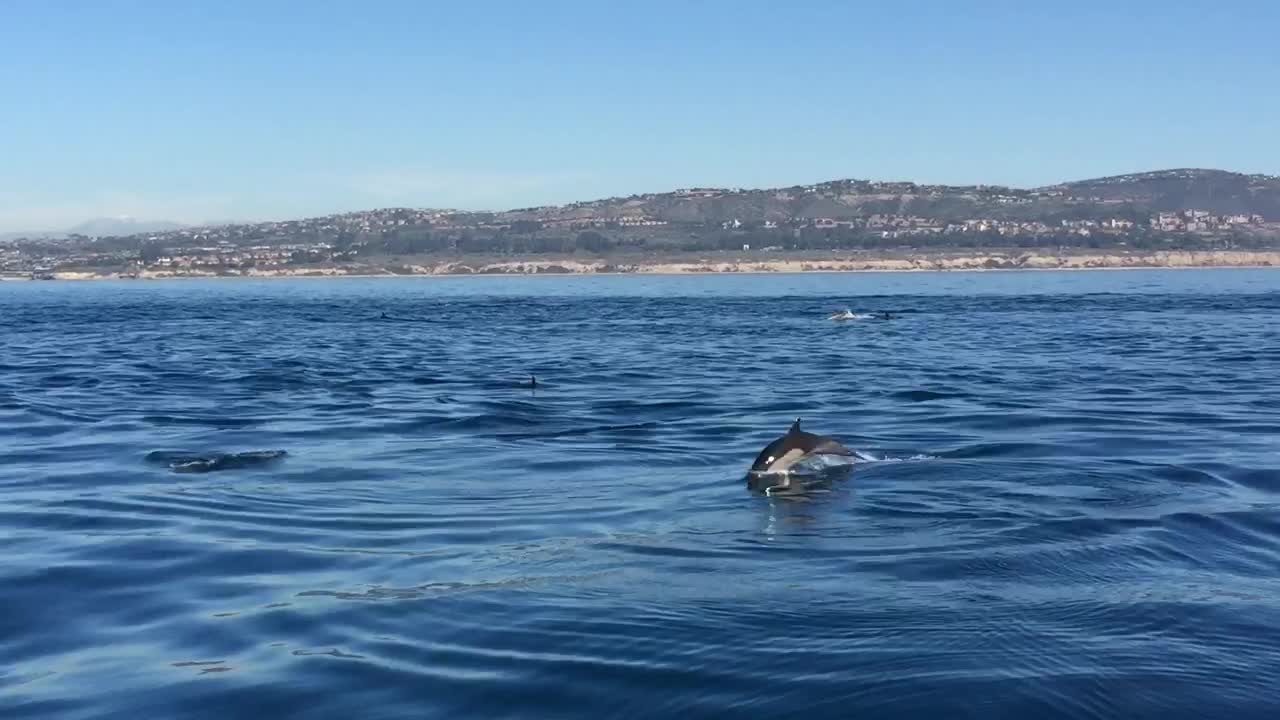 Dolphins at Newport Beach