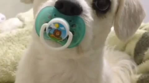 pacifier puppy/cute dog