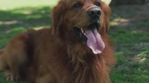 Cute dog video