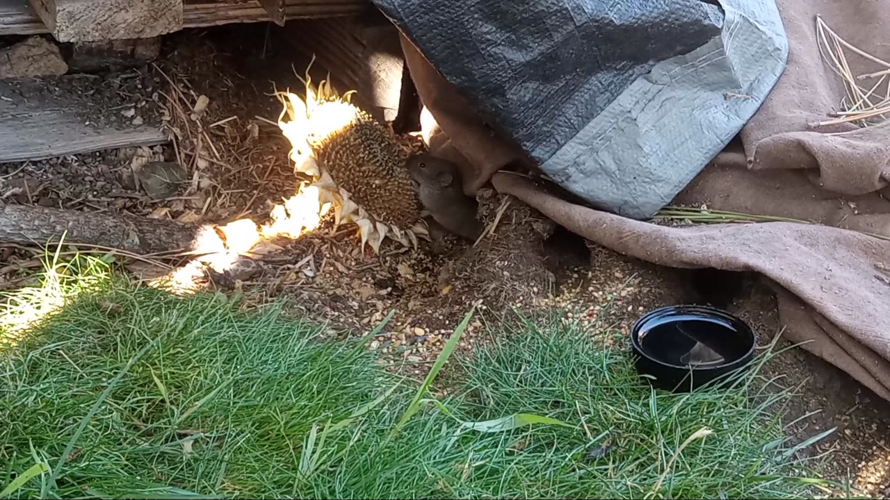 Wyoming Wild Gerbils LOVE Their Sunflower 🌻