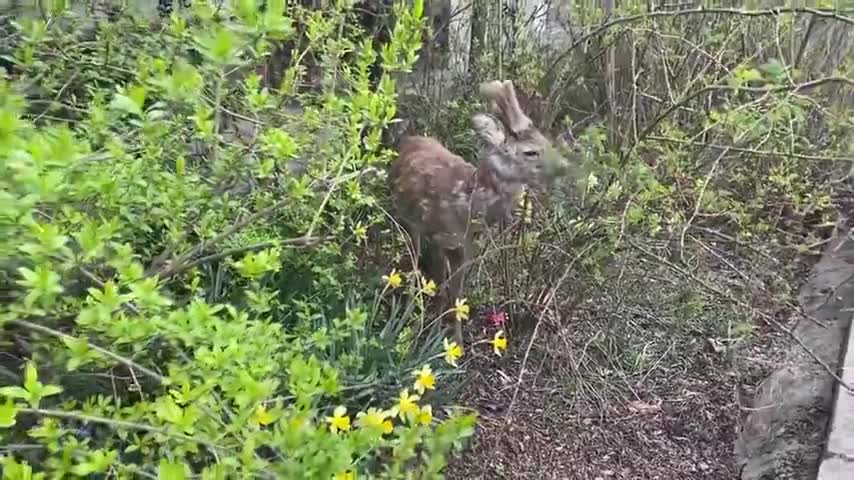 the deer walks and with everything you are not afraid to approach a person