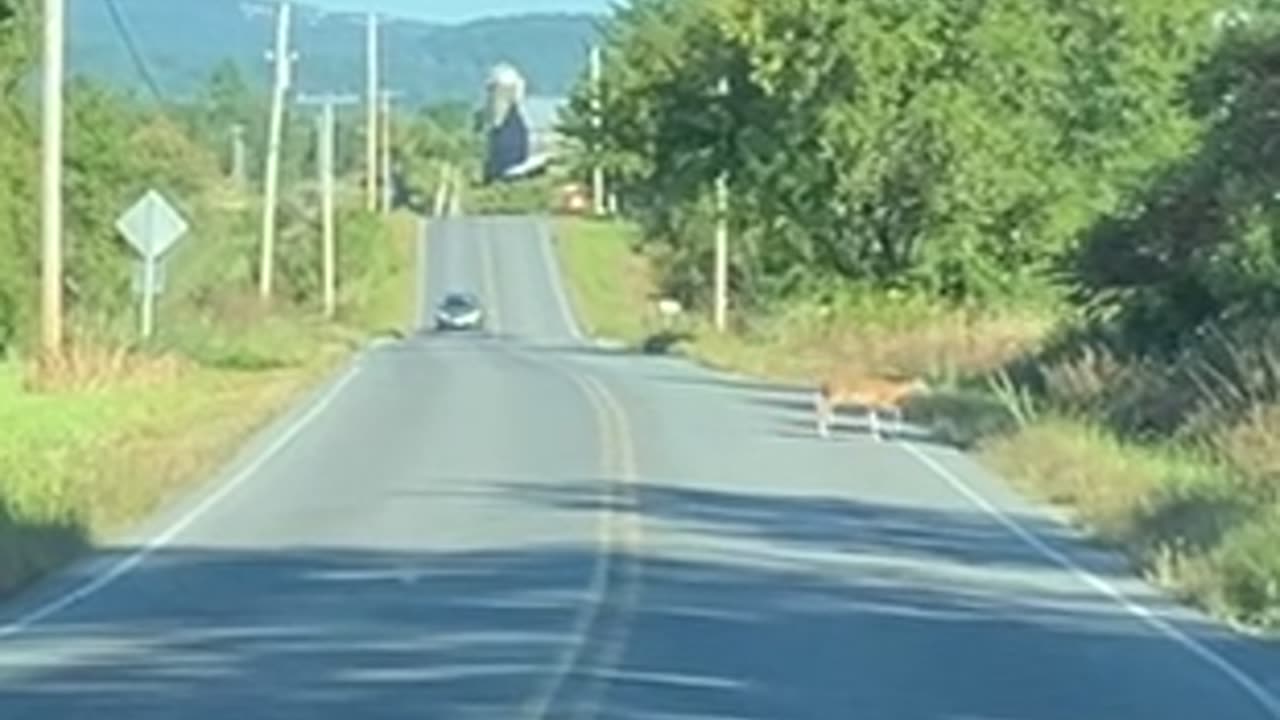 Deer 🦌 Crossing