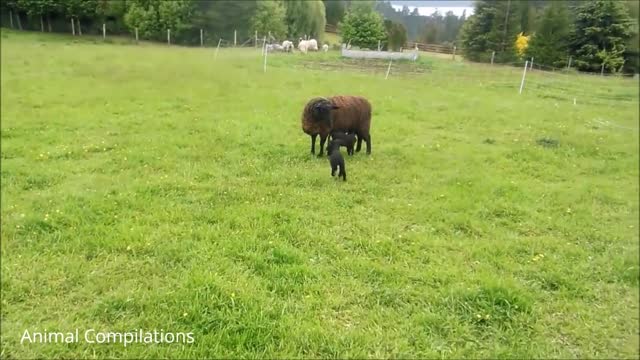 Baby Lambs Being Adorable