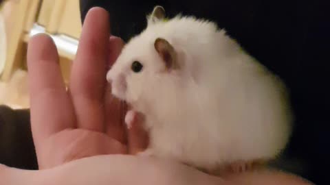 White hamster