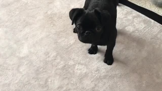 Little Pug Tells Off The Rug