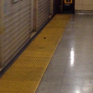 Small mouse runs with moving train in subway station
