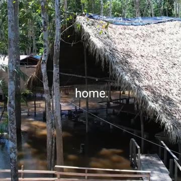 Journey into the Verdant Heart 🌳 of the Amazon
