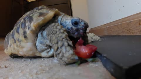 Tordy The Tortoise Attacks a Strawberry