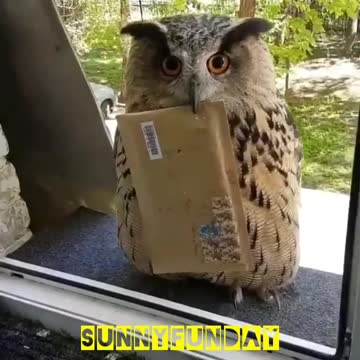 Cute owl with letter🦉🦉🦉