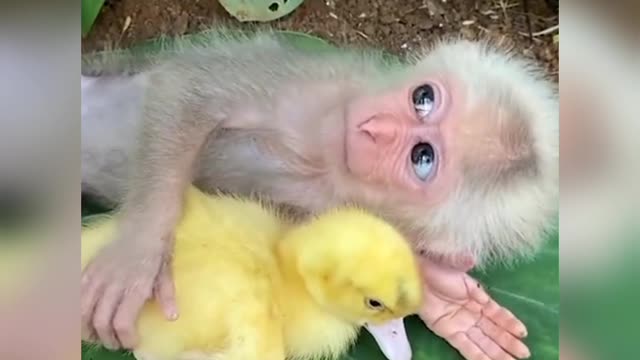 Funny videos of dogs and ducklings are very funny