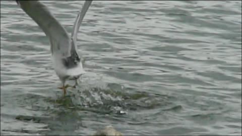 bird dives after fall