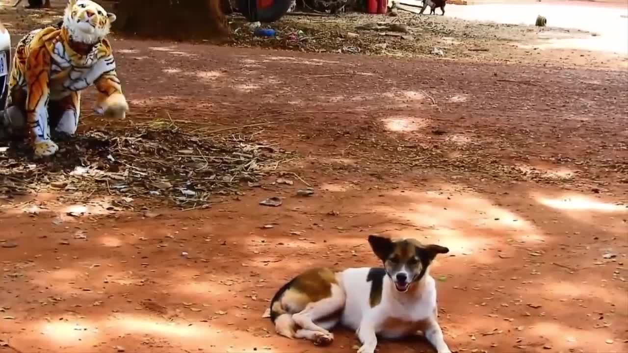 Fake tiger pranks dogs