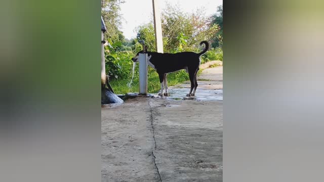 Dog Drink water so amochnal short video