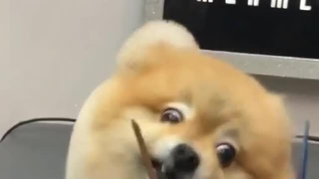 A dog being groomed