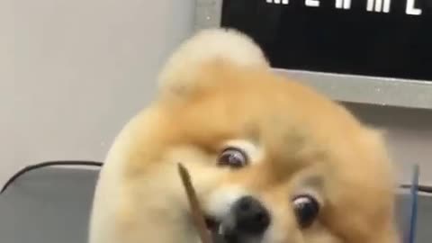 A dog being groomed