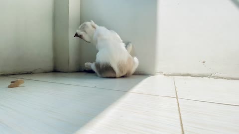 funny cat rolling and singing bed room