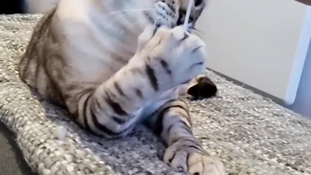 "have you ever seen such huge paws!!!???" | Cat world | Cat Lovers