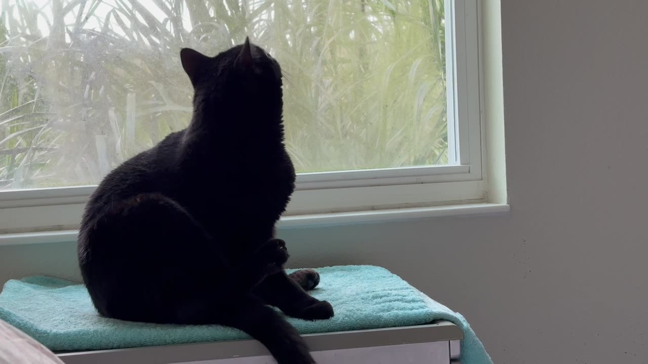 Cute Precious Piper is Glad Her Spa is Fixed - Adopting a Cat from a Shelter Vlog