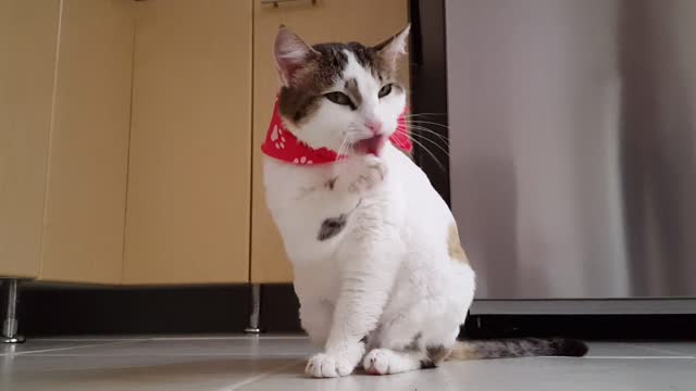 The cat licks its legs in all sorts of extremely funny ways