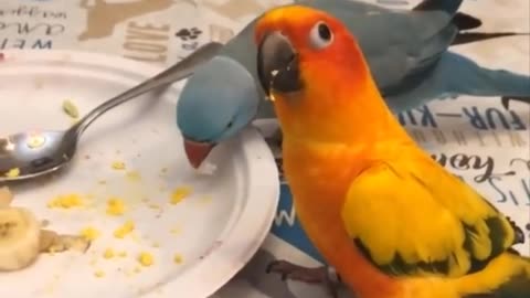 funny animals - Cutest Parrots