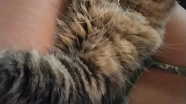 My Maine Coon afraid of the storm! Look how he goes from comfy and relaxed to scared at the end!