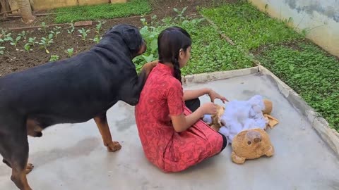 Funny dog destroyed little Bear toy