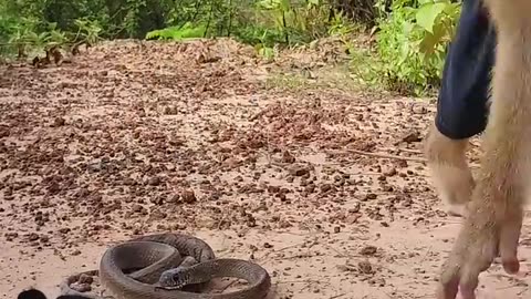 Unexpected Video ! SokYaa Meet Snake Catching Chicken & Help 🤩🐈🐈