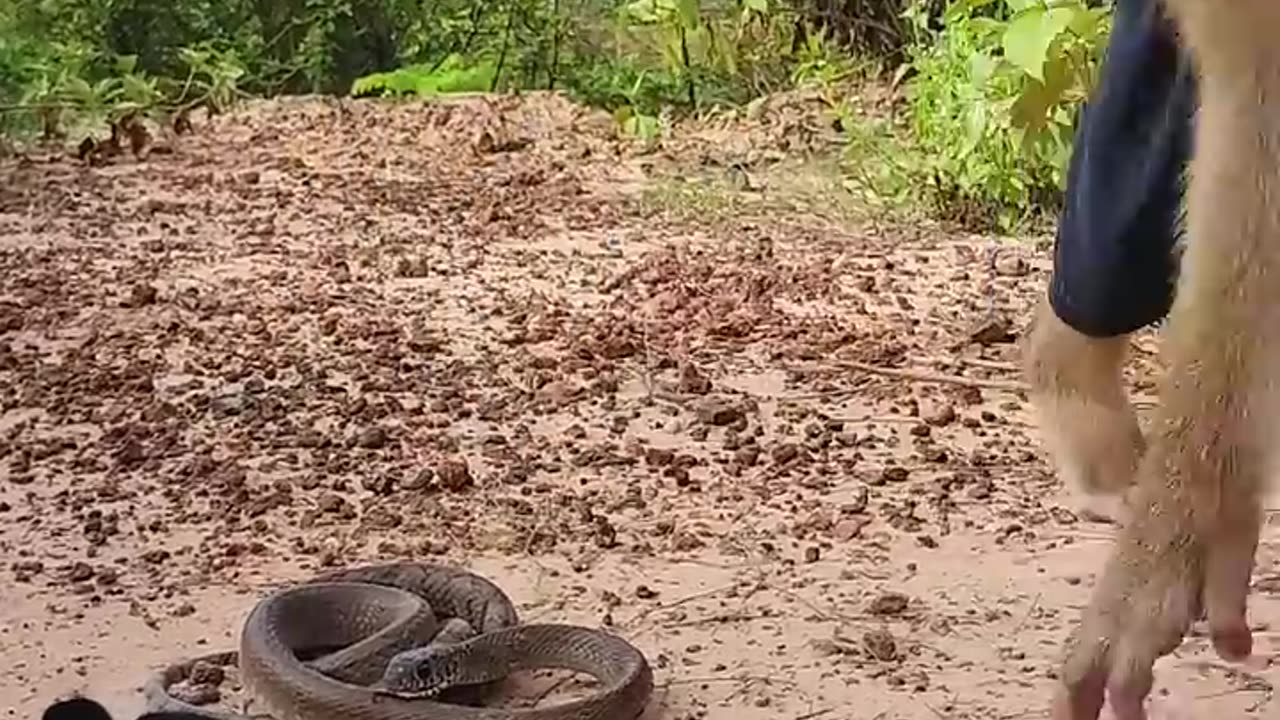 Unexpected Video ! SokYaa Meet Snake Catching Chicken & Help 🤩🐈🐈