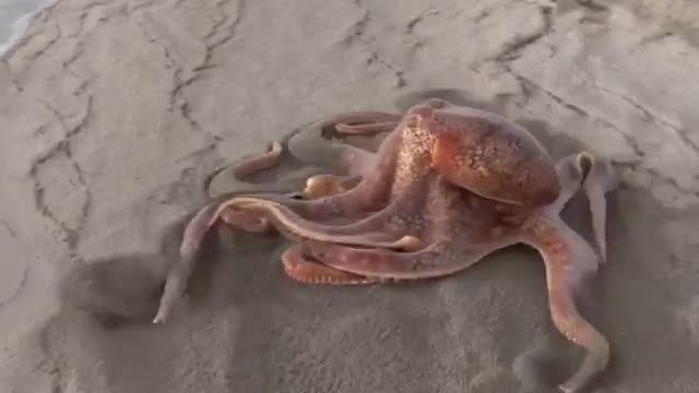 The octopus on the beach crawls so fast, why doesn't it go back to the sea?