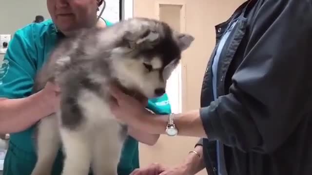 A dog bathing in a pet hospital