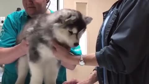 A dog bathing in a pet hospital