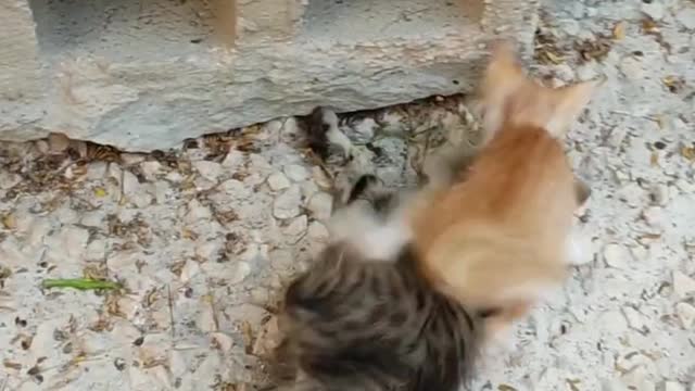 cute kittens | cutest kittens short video