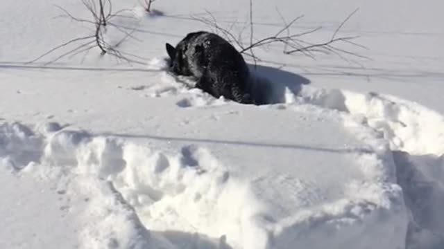 Impassable drifts, but not for my dog