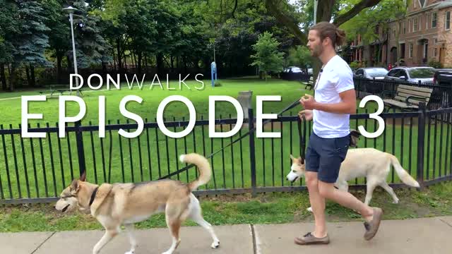 Want to STOP your dog from pulling? You GOTTA TRY Loose Leash Walking! (Secret In Description)