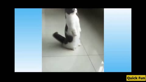 Dogs and Cats Very Funny Videos